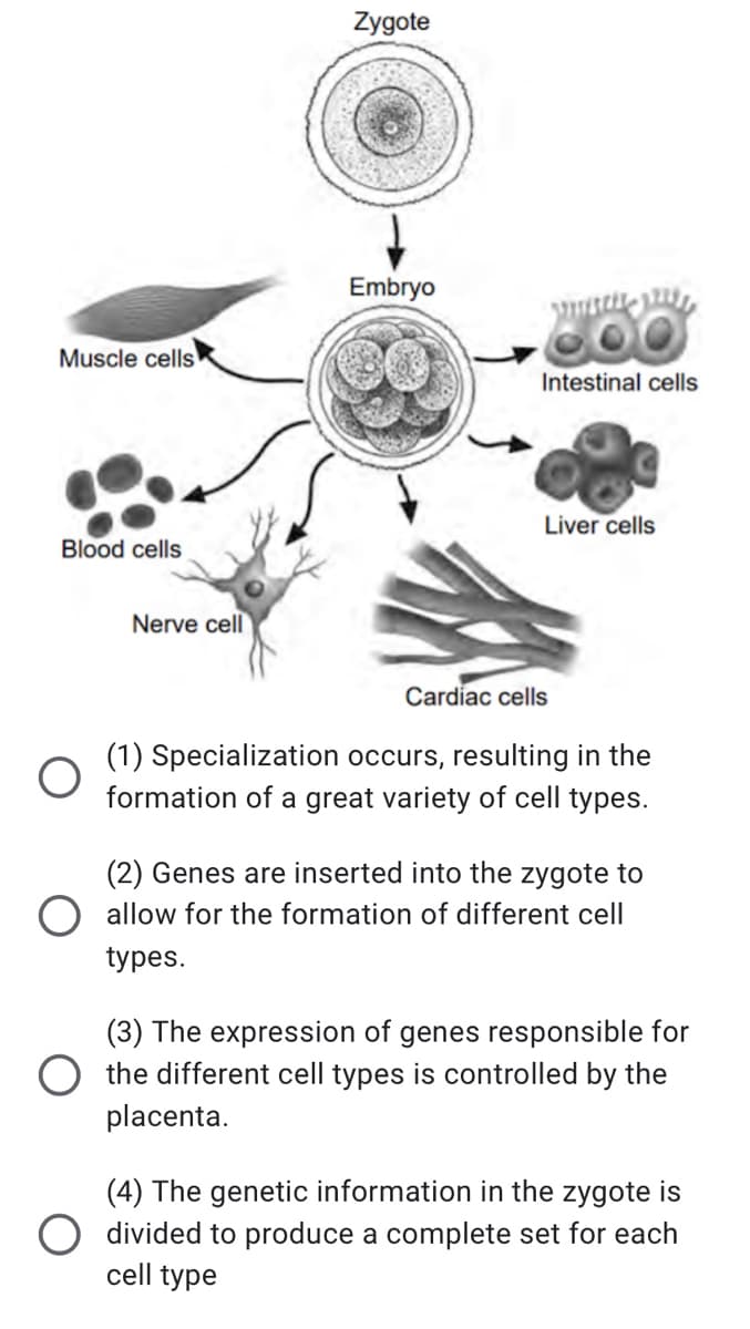 Zygote
Embryo
Muscle cells
Intestinal cells
Liver cells
Blood cells
Nerve cell
Cardiac cells
(1) Specialization occurs, resulting in the
formation of a great variety of cell types.
(2) Genes are inserted into the zygote to
allow for the formation of different cell
types.
(3) The expression of genes responsible for
the different cell types is controlled by the
placenta.
(4) The genetic information in the zygote is
divided to produce a complete set for each
cell type
