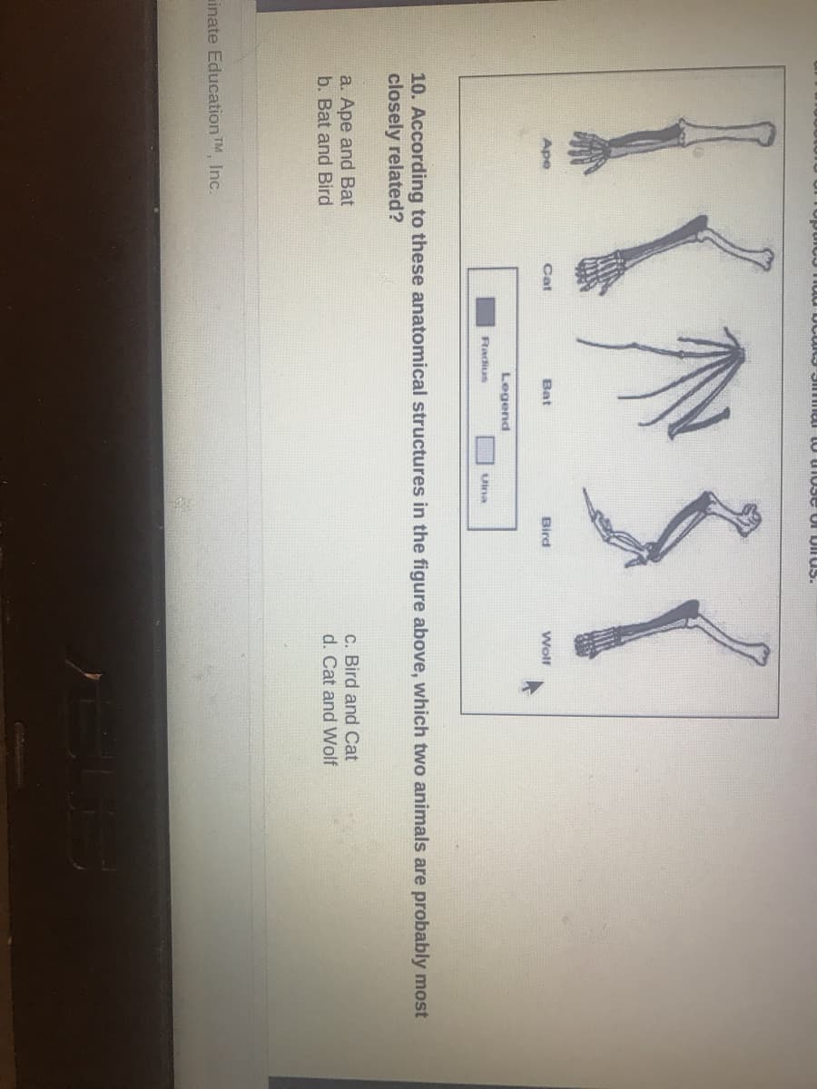 Ape
Cat
Bat
Bird
Wolf
Legend
Radius
Uina
these anatomical structures in the figure above, which two animals are probably most
10. According
closely related?
a. Ape and Bat
b. Bat and Bird
c. Bird and Cat
d. Cat and Wolf
inate Education TM, Inc.
