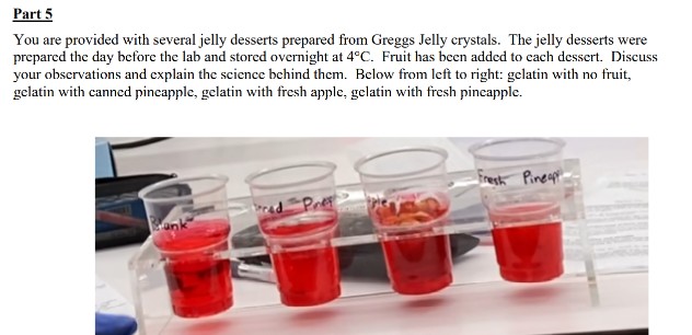 Part 5
You are provided with several jelly desserts prepared from Greggs Jelly crystals. The jelly desserts were
prepared the day before the lab and stored overnight at 4°C. Fruit has been added to cach dessert. Discuss
your observations and explain the science behind them. Below from left to right: gelatin with no fruit,
gelatin with canned pincapple, gelatin with fresh apple, gelatin with fresh pineapple.
Fresh Pinespi
ead Pref
