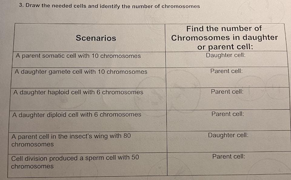 3. Draw the needed cells and identify the number of chromosomes
Scenarios
A parent somatic cell with 10 chromosomes
A daughter gamete cell with 10 chromosomes
A daughter haploid cell with 6 chromosomes
A daughter diploid cell with 6 chromosomes
A parent cell in the insect's wing with 80
chromosomes
Cell division produced a sperm cell with 50
chromosomes
Find the number of
Chromosomes in daughter
or parent cell:
Daughter cell:
Parent cell:
Parent cell:
Parent cell:
Daughter cell:
Parent cell: