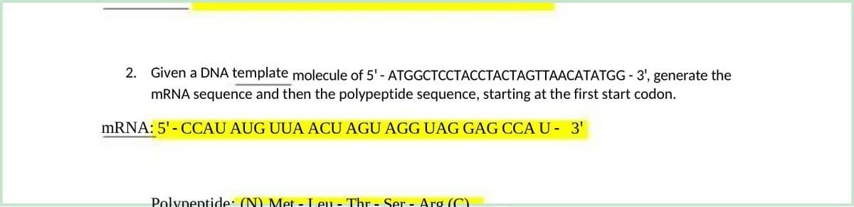 2. Given a DNA template molecule of 5' - ATGGCTCCTACCTACTAGTTAACATATGG-3', generate the
mRNA sequence and then the polypeptide sequence, starting at the first start codon.
mRNA: 5'- CCAU AUG UUA ACU AGU AGG UAG GAG CCA U - 3'
Polypeptide: (N) Met-Leu - Thr - Ser - Arg (C)