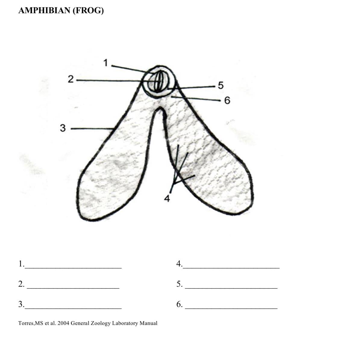 AMPHIBIAN (FROG)
1
で
2-
3
1.
4.
2.
5.
3.
6.
Torres,MS et al. 2004 General Zoology Laboratory Manual
