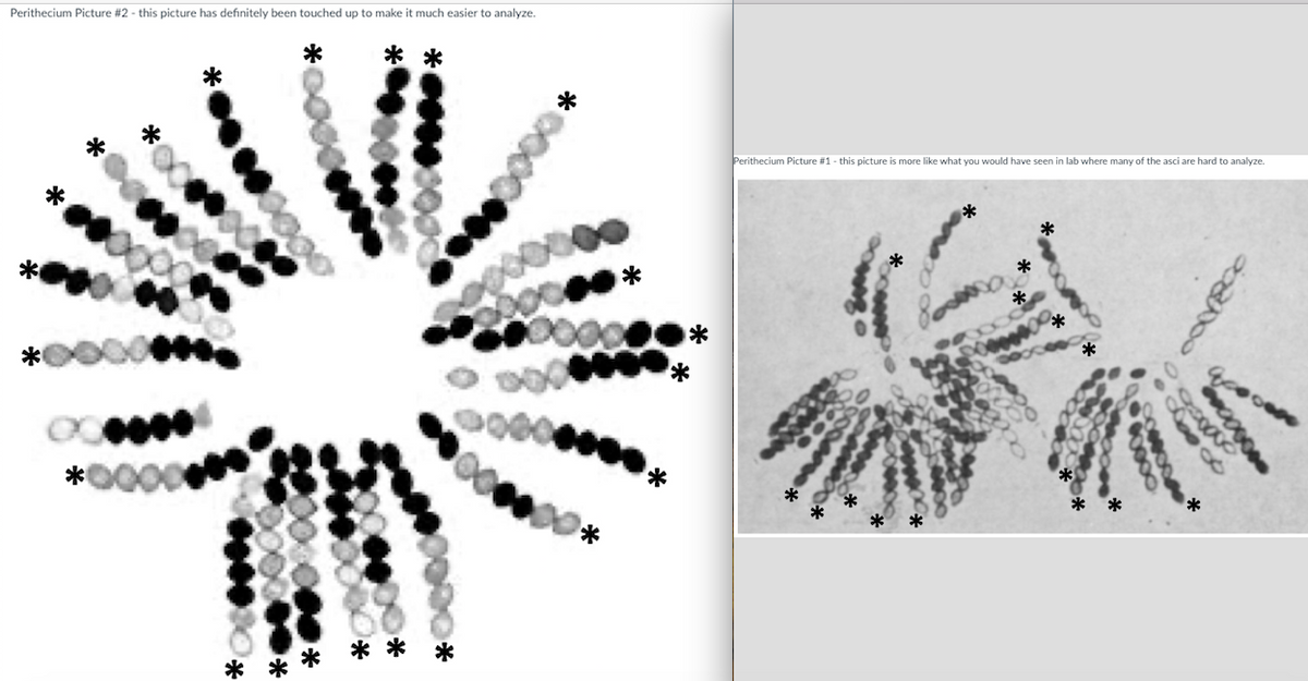 Perithecium Picture #2 - this picture has definitely been touched up to make it much easier to analyze.
*
*
0000
**
*
**
***
Perithecium Picture #1 - this picture is more like what you would have seen in lab where many of the asci are hard to analyze.
*
20
108
သာ
*
Coo