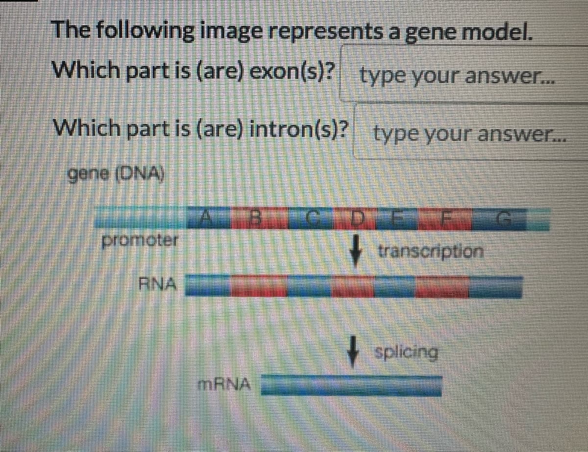 The following image represents a gene model.
Which part is (are) exon(s)? type your answer...
Which part is (are) intron(s)? type your answer....
gene (DNA)
promoter
mRNA
Transcription
splicing