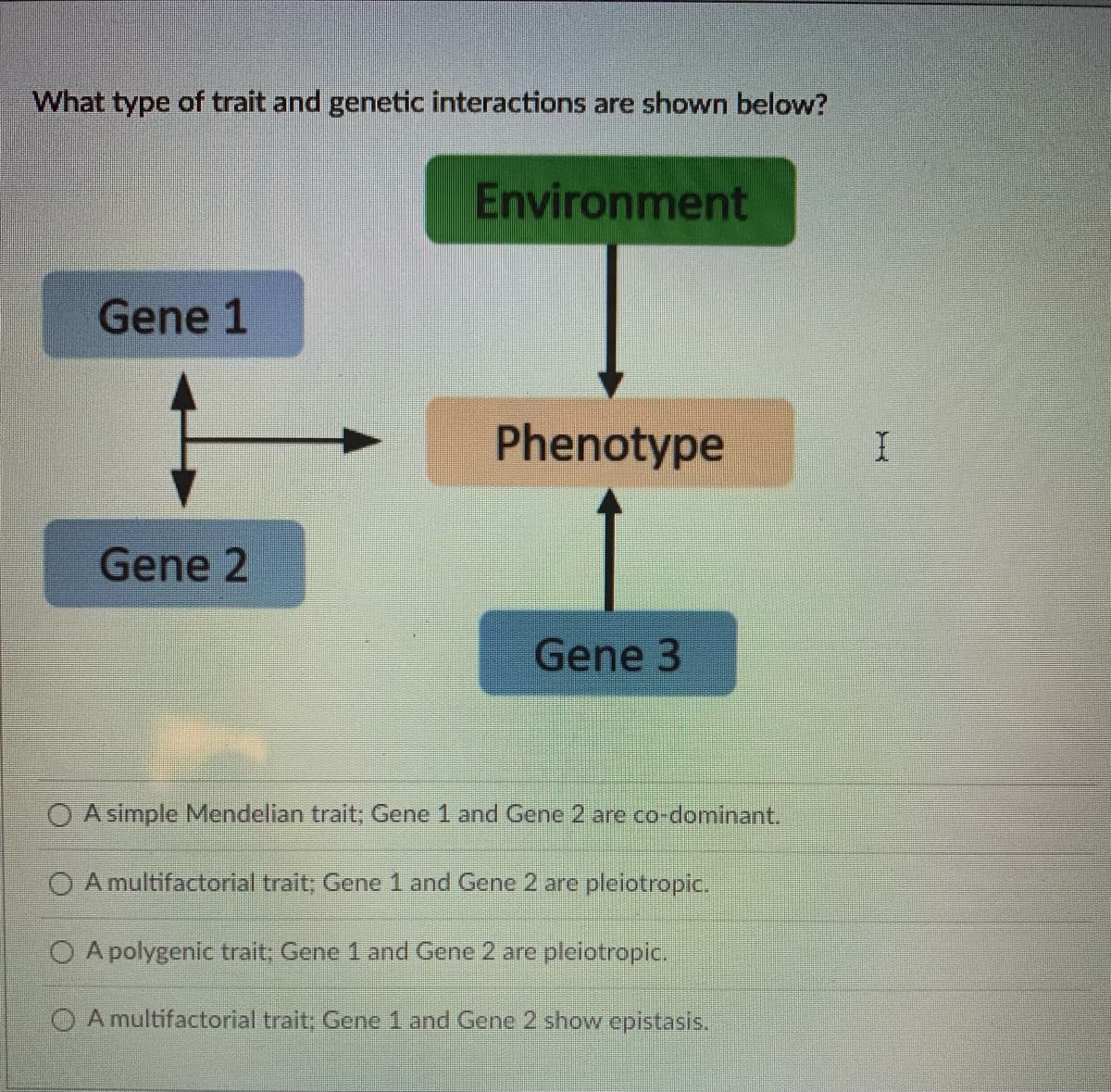 What type of trait and genetic interactions are shown below?
Environment
Gene 1
Phenotype
Gene 2
Gene 3
O A simple Mendelian trait; Gene 1 and Gene 2 are co-dominant.
O A multifactorial trait; Gene 1 and Gene 2 are pleiotropic.
O A polygenic trait; Gene 1 and Gene 2 are pleiotropic.
O A multifactorial trait; Gene 1 and Gene 2 show epistasis.

