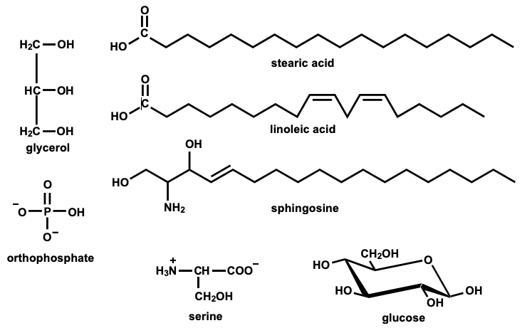 НаС — он
но
stearic acid
нс —он
но
Нас —он
linoleic acid
glycerol
он
но
II
о—р—он
NH2
sphingosine
orthophosphate
CH2OH
но
H3N-CH-Co0
но.
OH
CH2OH
он
glucose
serine
