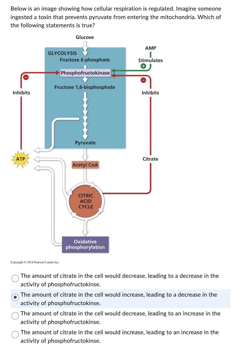 Below is an image showing how cellular respiration is regulated. Imagine someone
ingested a toxin that prevents pyruvate from entering the mitochondria. Which of
the following statements is true?
Inhibits
ATP
Glucose
GLYCOLYSIS
Copyright 2018 Pearson Canada Inc.
Fructose 6-phosphate
Phosphofructokinase
Fructose 1,6-bisphosphate
Pyruvate
Acetyl COA
CITRIC
ACID
CYCLE
Oxidative
phosphorylation
AMP
I
Stimulates
Inhibits
Citrate
The amount of citrate in the cell would decrease, leading to a decrease in the
activity of phosphofructokinse.
The amount of citrate in the cell would increase, leading to a decrease in the
activity of phosphofructokinse.
The amount of citrate in the cell would decrease, leading to an increase in the
activity of phosphofructokinse.
The amount of citrate in the cell would increase, leading to an increase in the
activity of phosphofructokinse.