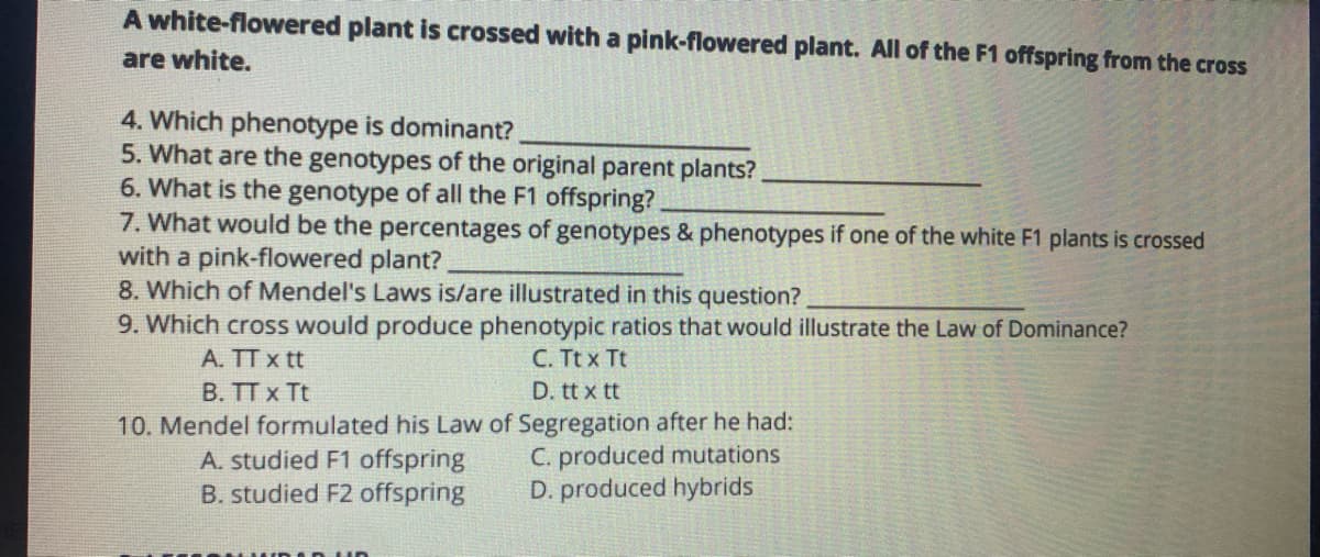 A white-flowered plant is crossed with a pink-flowered plant. All of the F1 offspring from the cross
are white.
4. Which phenotype is dominant?
5. What are the genotypes of the original parent plants?
6. What is the genotype of all the F1 offspring?
7. What would be the percentages of genotypes & phenotypes if one of the white F1 plants is crossed
with a pink-flowered plant?
8. Which of Mendel's Laws is/are illustrated in this question?
9. Which cross would produce phenotypic ratios that would illustrate the Law of Dominance?
C. Tt x Tt
A. TT x tt
B. TT x Tt
D. tt x tt
10. Mendel formulated his Law of Segregation after he had:
C. produced mutations
D. produced hybrids
A. studied F1 offspring
B. studied F2 offspring
