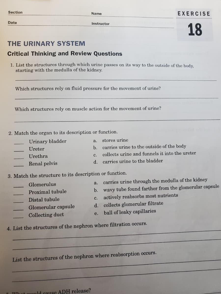 Section
Name
EXERCISE
Date
Instructor
18
THE URINARY SYSTEM
Critical Thinking and Review Questions
1. List the structures through which urine passes on its way to the outside of the body,
starting with the medulla of the kidney.
Which structures rely on fluid pressure for the movement of urine?
Which structures rely on muscle action for the movement of urine?
2. Match the organ to its description or function.
Urinary bladder
stores urine
a.
Ureter
b. carries urine to the outside of the body
Urethra
c.
collects urine and funnels it into the ureter
Renal pelvis
d.
carries urine to the bladder
3. Match the structure to its description or function.
Glomerulus
carries urine through the medulla of the kidney
a.
Proximal tubule
b.
wavy tube found farther from the glomerular capsule
Distal tubule
actively reabsorbs most nutrients
с.
d. collects glomerular filtrate
ball of leaky capillaries
Glomerular capsule
Collecting duct
e.
4. List the structures of the nephron where filtration occurs.
List the structures of the nephron where reabsorption occurs.
TUh ot would cause ADH release?
