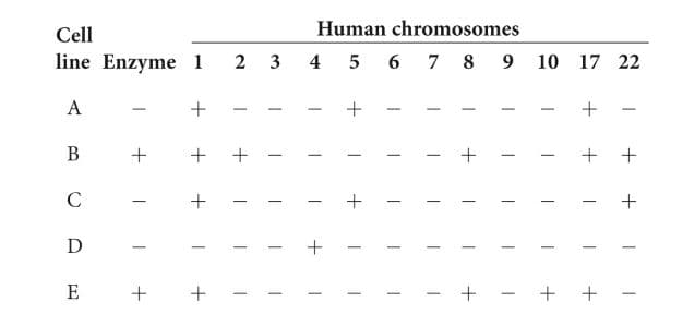 Cell
Human chromosomes
line Enzyme 1
2 3
4 5 6 7 8 9 10 17 22
A
B
D
- + - + + -
