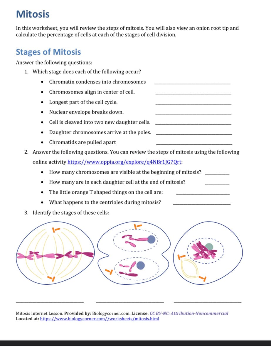 Mitosis
In this worksheet, you will review the steps of mitosis. You will also view an onion root tip and
calculate the percentage of cells at each of the stages of cell division.
Stages of Mitosis
Answer the following questions:
1. Which stage does each of the following occur?
Chromatin condenses into chromosomes
Chromosomes align in center of cell.
Longest part of the cell cycle.
Nuclear envelope breaks down.
Cell is cleaved into two new daughter cells.
Daughter chromosomes arrive at the poles.
Chromatids are pulled apart
2. Answer the following questions. You can review the steps of mitosis using the following
online activity https://www.oppia.org/explore/q4NBr1JG7Qrt:
●
AV
●
●
How many chromosomes are visible at the beginning of mitosis?
How many are in each daughter cell at the end of mitosis?
The little orange T shaped things on the cell are:
What happens to the centrioles during mitosis?
3. Identify the stages of these cells:
2
Mitosis Internet Lesson. Provided by: Biologycorner.com. License: CC BY-NC: Attribution-Noncommercial
Located at: https://www.biologycorner.com//worksheets/mitosis.html