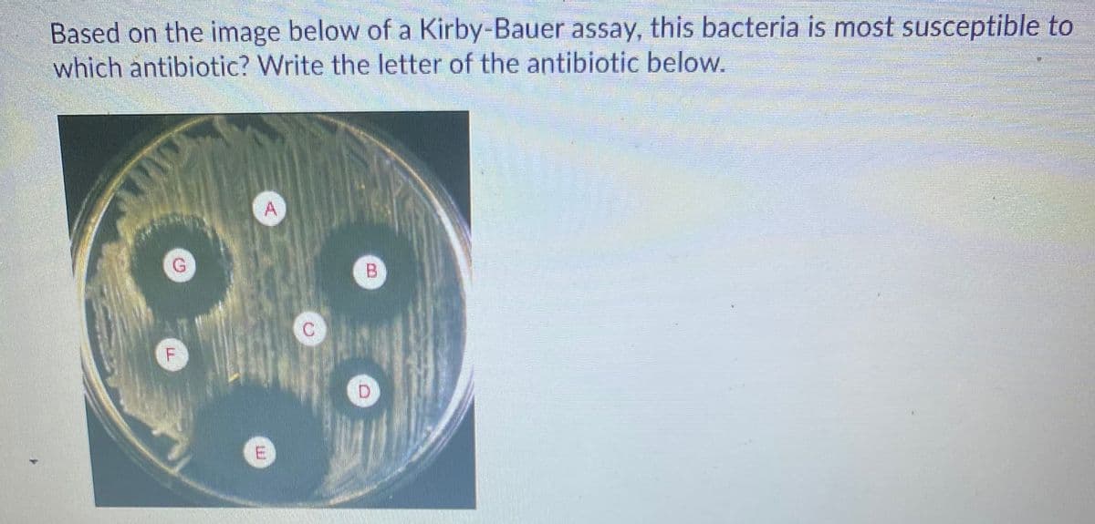 Based on the image below of a Kirby-Bauer assay, this bacteria is most susceptible to
which antibiotic? Write the letter of the antibiotic below.
G.
B.
E.
