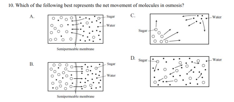10. Which of the following best represents the net movement of molecules in osmosis?
А.
Sugar
С.
-Water
-Water
Sugar
Semipermeable membrane
D.
Sugar
- Water
Sugar
– Water
Semipermeable membrane
B.
