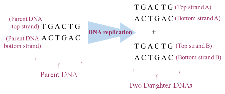 (Parent DNA
top strand) TGACTG
(Parent DNA ACTGAC
bottom strand)
Parent DNA
TGACTG (Top strand A)
ACTGAC (Bottom strand A)
+
TGACTG (Top strand B)
ACTGAC (Bottom strand B)
Two Daughter DNAs
DNA replication