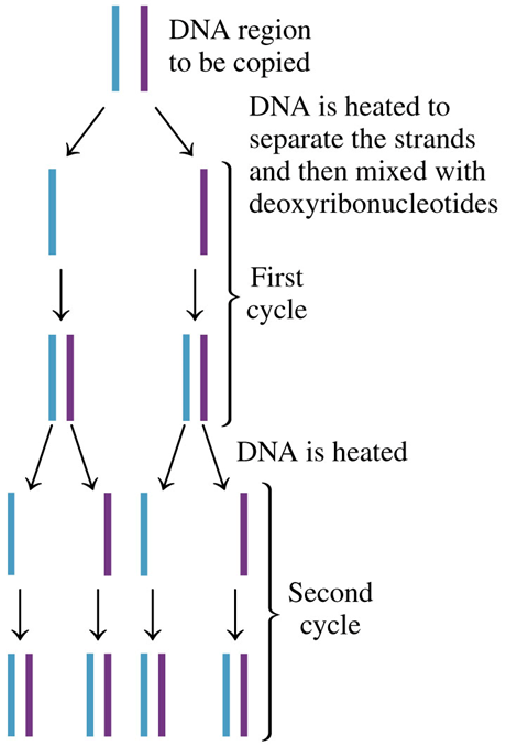 ||
DNA region
to be copied
DNA is heated to
separate the strands
and then mixed with
deoxyribonucleotides
First
cycle
DNA is heated
Second
cycle
I
↓ ↓ ↓ ↓