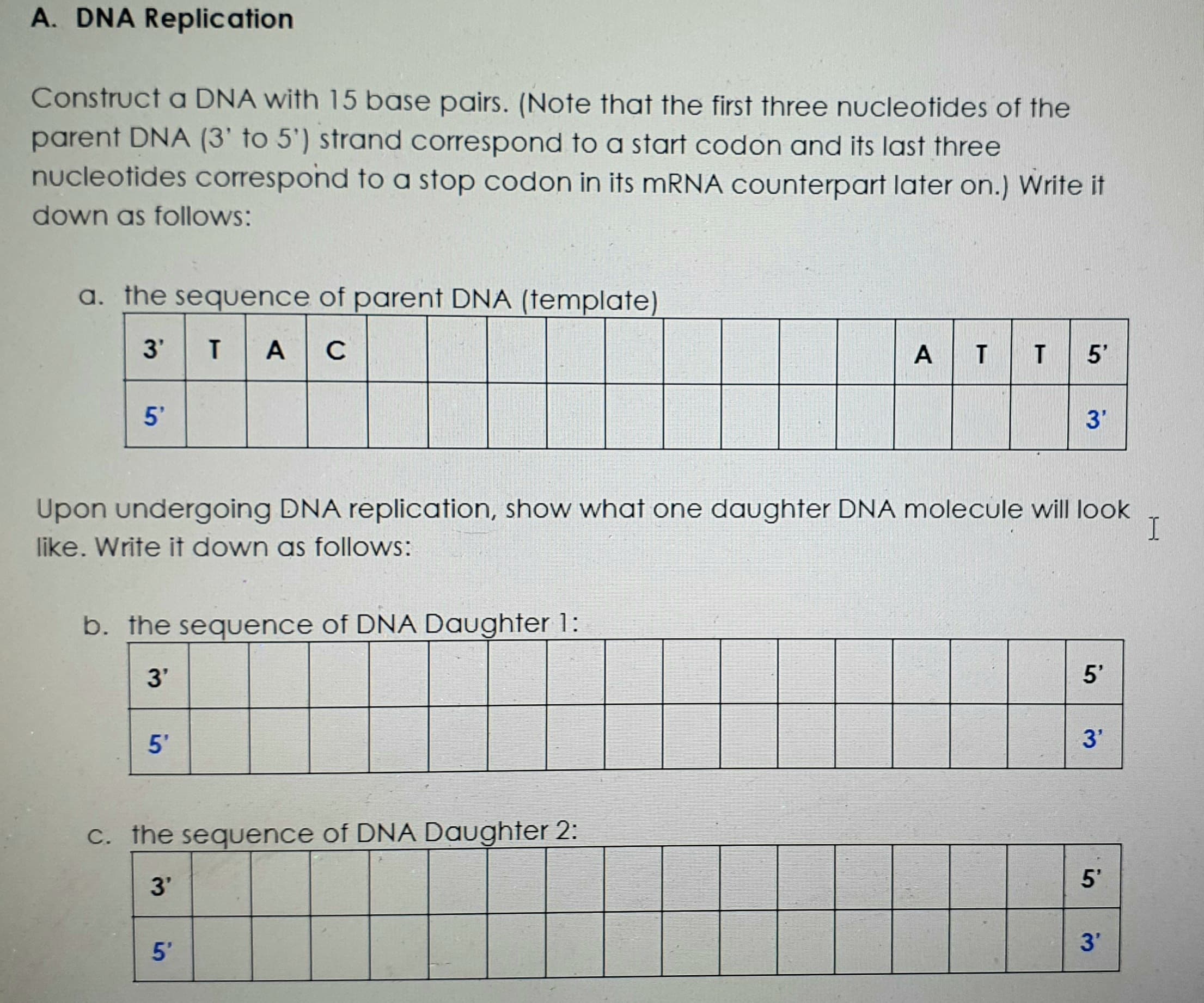 A. DNA Replication
Construct a DNA with 15 base pairs. (Note that the first three nucleofides of the
parent DNA (3' to 5') strand correspond to a start codon and its last three
nucleotides correspond to a stop codon in its MRNA counterpart later on.) Write it
down as follows:
a. the sequence of parent DNA (template)
3'
A C
A TT 5'
3'
Upon undergoing DNA replication, show what one daughter DNA molecule will look
like. Write it down as follows:
b. the sequence of DNA Daughter 1:
3'
5'
5'
3'
C. the sequence of DNA Daughter 2:
3'
3'
5'
in
in
