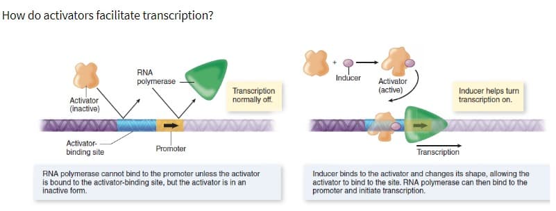 How do activators facilitate transcription?
Activator
(inactive)
Activator-
binding site
RNA
polymerase
Promoter
Transcription
normally off.
RNA polymerase cannot bind to the promoter unless the activator
is bound to the activator-binding site, but the activator is in an
inactive form.
Inducer
Activator
(active)
Inducer helps turn
transcription on.
Transcription
Inducer binds to the activator and changes its shape, allowing the
activator to bind to the site. RNA polymerase can then bind to the
promoter and initiate transcription.