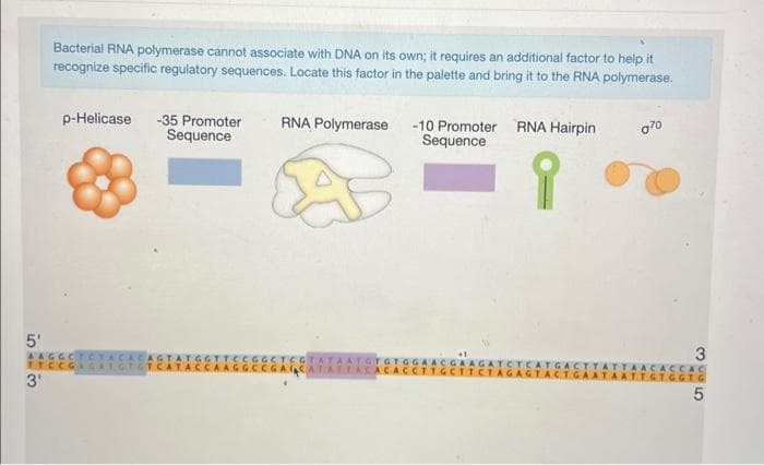 5'
54x3
3'
Bacterial RNA polymerase cannot associate with DNA on its own; it requires an additional factor to help it
recognize specific regulatory sequences. Locate this factor in the palette and bring it to the RNA polymerase.
p-Helicase -35 Promoter
Sequence
RNA Polymerase
-10 Promoter RNA Hairpin
Sequence
070
Av
STA
53
3
3355
5