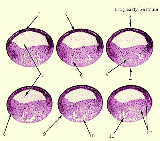 8.
2
10
5
11
Frog Early Gastrula
3
12