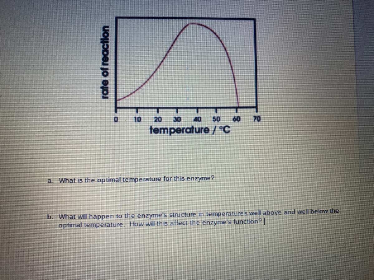 10
20
30
40
50
60
70
temperature / C
a. What is the optimal temperature for this enzyme?
b. What wil happen to the enzyme's structure in temperatures well above and well below the
optimal temperature. How will this affect the enzyme's function?
rate of reaction
