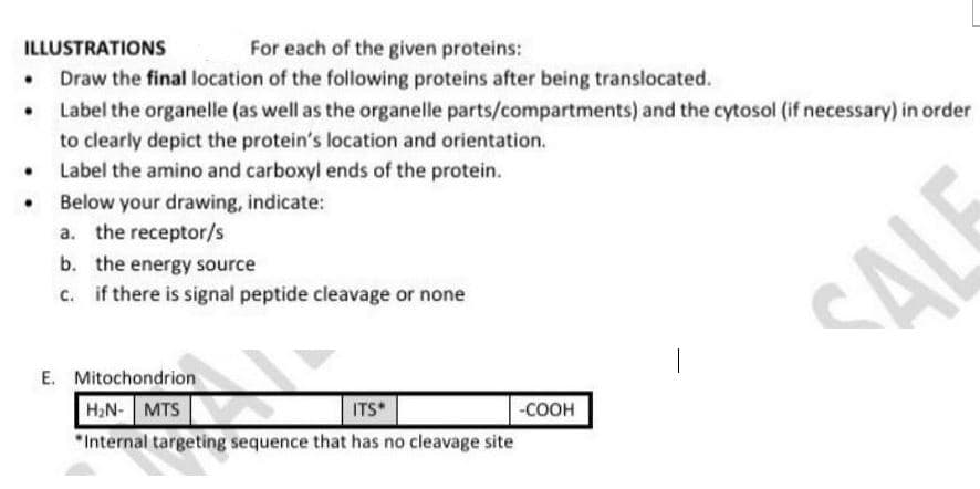 ILLUSTRATIONS
For each of the given proteins:
Draw the final location of the following proteins after being translocated.
Label the organelle (as well as the organelle parts/compartments) and the cytosol (if necessary) in order
to clearly depict the protein's location and orientation.
Label the amino and carboxyl ends of the protein.
Below your drawing, indicate:
.
.
a. the receptor/s
b. the energy source
c. if there is signal peptide cleavage or none
E. Mitochondrion
H₂N-MTS
ITS*
"Internal targeting sequence that has no cleavage site
-COOH
SALE