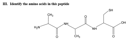 III. Identify the amino acids in this peptide
SH
CH3
но
NH
H2N"
NH
ČH3
