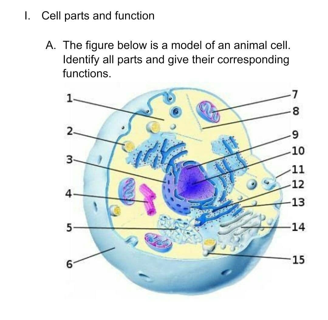 I. Cell parts and function
A. The figure below is a model of an animal cell.
Identify all parts and give their corresponding
functions.
1.
7
8
2.
10
3-
11
12
4.
-13
5-
14
15
