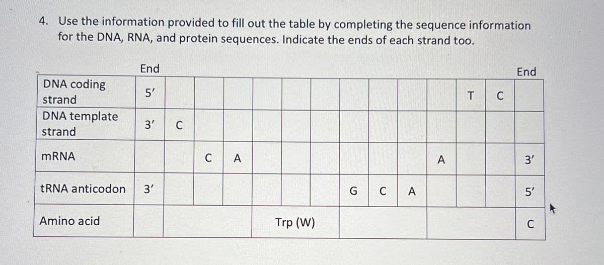 4. Use the information provided to fill out the table by completing the sequence information
for the DNA, RNA, and protein sequences. Indicate the ends of each strand too.
End
DNA coding
strand
5'
DNA template
3'
C
strand
mRNA
tRNA anticodon 3'
Amino acid
CA
Trp (W)
End
T
C
A
3'
G
C
A
5'
C