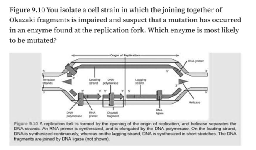 Figure 9.10 You isolate a cell strain in which the joining together of
Okazaki fragments is impaired and suspect that a mutation has occurred
in an enzyme found at the replication fork. Which enzyme is most likely
to be mutated?
-Origin of Replication-
RNA primer
Template
srands
Leading
DNA
Svand potymerse
Sand
Helicase
ONA
gme
DNA
RNA
Okazaki
magment
polymerase
Figure 9.10 A replication fork is formed by the opening of the origin of replication, and helicase separates the
DNA strands. An RNA primer is synthesized, and is elongated by the DNA polymerase. On the leading strand,
DNA is synthesized continuously, whereas on the lagging strand, DNA is synthesized in short stretches. The DNA
fragments are joined by DNA ligase (not shown).
