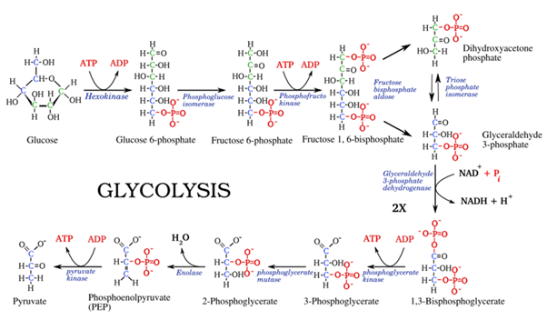 H
H
H-C-OH
CH-Q
HOOHH
H OH
Glucose
H-C=O
H-C-H
H
H-C=0
ATP ADP H-C-OH
HO-C-H
H-C-OH
Н
Pyruvate
OH
Hexokinase
ATP
ADP
IVE
pyruvate
kinase
H-C-O-P-0
Glucose 6-phosphate
(PEP)
GLYCOLYSIS
H-C-O-P=O
H-C-OHO-H-C-OHO kinase
isomerase
но
Phosphoenolpyruvate
H-C-OH
ÇO ATP ADP
HO-C-H
H-C-OH
HO-C-H
Phosphofructo H-C-OH aldose
H-C-OHỌ
H-C-O-P-0
HO
Fructose 1, 6-bisphosphate
H-C-O-P=O
H 6-
Fructose 6-phosphate
H
H-C-O-P=O
C=O 6-
Fructose
bisphosphate
H-C-OHO
ATP
9
H
H-C-O-PO
C=O o-
HO-C-H Dihydroxyacetone
phosphate
H
ADP
Glyceraldehyde
3-phosphate
dehydrogenase
2X
Triose
phosphate
isomerase
H
c=0
H-C-OHO
H-C-O-PO 3-phosphate
Hỏ
NAD + P
NADH+H*
-O-P=O
Ó
c=0
Glyceraldehyde
N
H-C-O-P-O
Enolase H-OHO phosphoglycerates-C-O-P-0 phosphoglycerate HC-OHO
kinase
H
H-C-O-P=O
Ĥ 6-
2-Phosphoglycerate 3-Phosphoglycerate
1,3-Bisphosphoglycerate