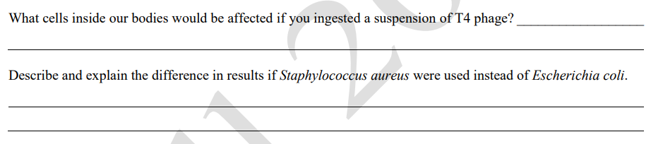 What cells inside our bodies would be affected if you ingested a suspension of T4 phage?
Describe and explain the difference in results if Staphylococcus aureus were used instead of Escherichia coli.