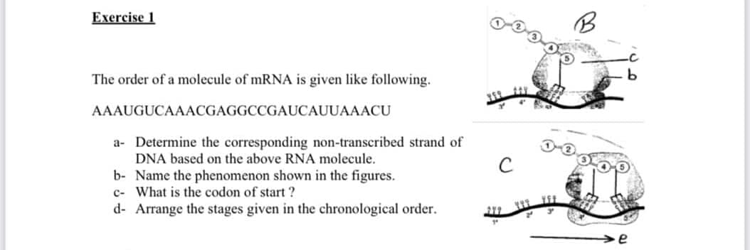 Exercise 1
The order of a molecule of mRNA is given like following.
AAAUGUCAAACGAGGCCGAUCAUUAAACU
a- Determine the corresponding non-transcribed strand of
DNA based on the above RNA molecule.
C
b- Name the phenomenon shown in the figures.
c- What is the codon of start ?
d- Arrange the stages given in the chronological order.

