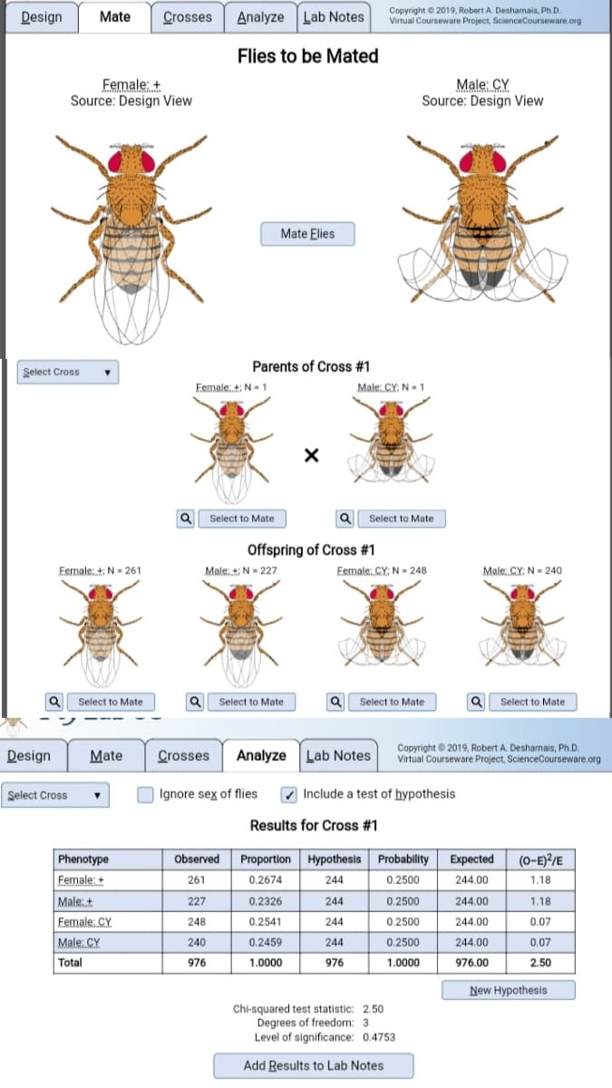 Design
Copyright © 2019, Robert A. Desharnais, Ph.D.
Virtual Courseware Project, ScienceCourseware.org
Mate
Crosses
Analyze Lab Notes
Flies to be Mated
Female: +
Source: Design View
Male: CY
Source: Design View
Mate Elies
Parents of Cross #1
Select Cross
Eemale +: N = 1
Male: CY: N-1
Q Select to Mate
Select to Mate
Offspring of Cross #1
Female: + N = 261
Male: +; N = 227
Eemale: CY: N = 248
Male: CY: N= 240
Q Select to Mate
Q Select to Mate
Q Select to Mate
Q Select to Mate
Design
Mate
Crosses
Analyze Lab Notes
Copyright © 2019, Robert A. Desharnais, Ph.D.
Virtual Courseware Project, ScienceCourseware.org
Select Cross
Ignore sex of flies
V Include a test of hypothesis
Results for Cross #1
Phenotype
Observed
Proportion Hypothesis Probablity
Еxpected
(0-E)?/E
Female: +
0.2674
0.2500
244.00
261
244
1.18
Male:+
227
0.2326
244
0.2500
244.00
1.18
Female: CY
248
0.2541
244
0.2500
244.00
0.07
Male: CY
240
0.2459
244
0.2500
244.00
0.07
Total
1.0000
976
1.0000
976
976.00
2.50
New Hypothesis
Chi-squared test statistic: 2.50
Degrees of freedom: 3
Level of significance: 0.4753
Add Results to Lab Notes
