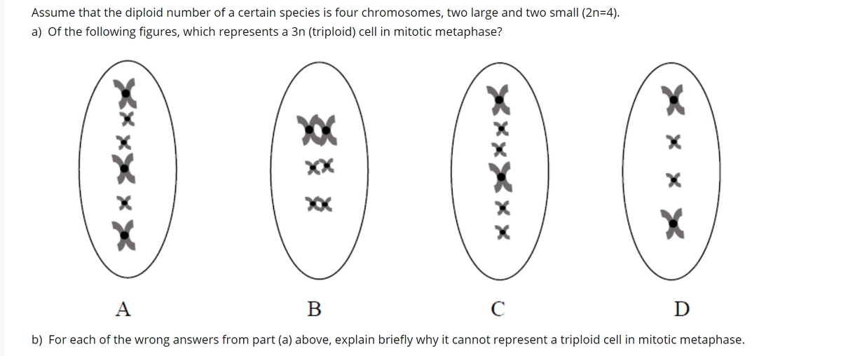 Assume that the diploid number of a certain species is four chromosomes, two large and two small (2n=4).
a) Of the following figures, which represents a 3n (triploid) cell in mitotic metaphase?
XX
А
C
D
b) For each of the wrong answers from part (a) above, explain briefly why it cannot represent a triploid cell in mitotic metaphase.
X x x X
