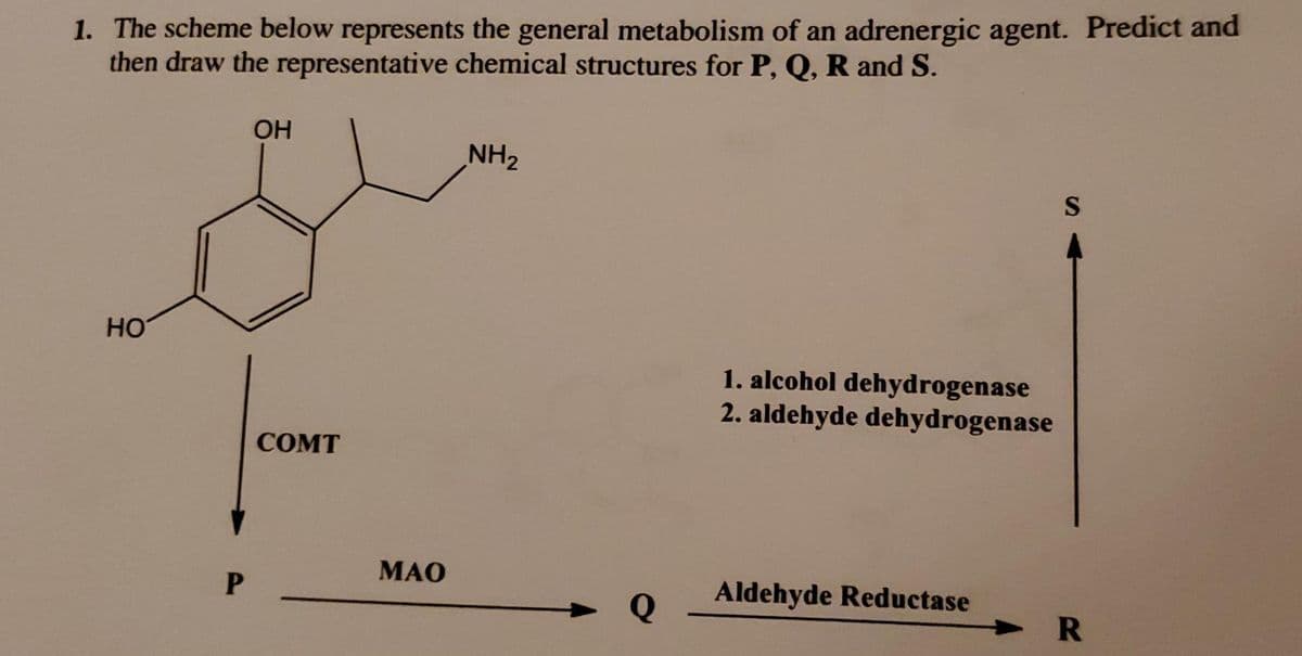 1. The scheme below represents the general metabolism of an adrenergic agent. Predict and
then draw the representative chemical structures for P, Q, R and S.
OH
S
HO
1. alcohol dehydrogenase
2. aldehyde dehydrogenase
СOMT
МАО
Aldehyde Reductase
Q
R
