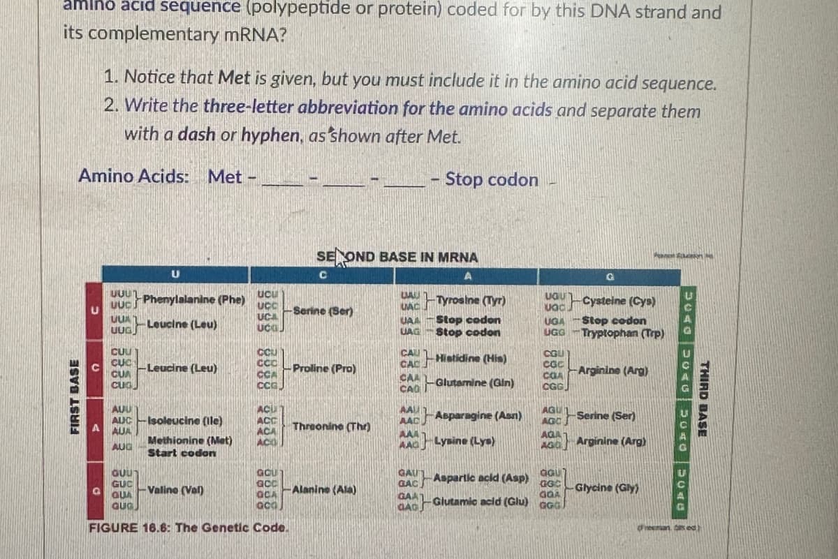amino acid sequence (polypeptide or protein) coded for by this DNA strand and
its complementary mRNA?
FIRST BASE
1. Notice that Met is given, but you must include it in the amino acid sequence.
2. Write the three-letter abbreviation for the amino acids and separate them
with a dash or hyphen, as shown after Met.
Amino Acids: Met -
U
UUUL
UUC
Q
CUU
CUC
UUAL Leucine (Leu)
UUG
CUA
CUG
AUU
A AUA
AUG
U
Phenylalanine (Phe)
AUC-Isoleucine (ile)
Methionine (Met)
Start codon
GUUT
GUC
QUA
GUG
-Leucine (Leu)
UCU
UCC
UCA
UCO
Vallno (al)
CCU
CCC
CCA
CCG
GOU
GOC
OCA
acal
FIGURE 16.6: The Genetic Code.
ACU
ACC
ACA
ACO
-Serine (Ser)
SE OND BASE IN MRNA
C
A
Proline (Pro)
-
Threonine (The)
Alanine (Ala)
UAU L-Tyrosine (Tyr)
UAC
UAA Stop codon
UAG-Stop codon
CAU
CAC
CAA
CAO
Stop codon
AAU
AAC
AAA
AAD
GAUT
GAC
GAA
GAG
Histidine (His)
-Glutamine (Gin)
Asparagine (Asn)
Lysine (Lys)
Aspartic acid (Asp)
Glutamic acid (Glu)
UGUT
vad
-Cysteine (Cys)
UGA Stop codon
UGG-Tryptophan (Trp)
CGU
CGC
COAArginine (Arg)
CGG
AGU
AGC
Serine
(Ser)
AGA
AGO Arginine (Arg)
GGU
GGC
GOA
GGG
P
Glycine (Gly)
DURO DU40
5040 MONG
THIRD BASE
eman ed)