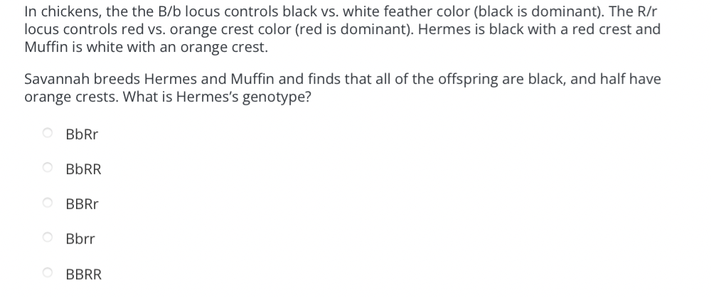 In chickens, the the B/b locus controls black vs. white feather color (black is dominant). The R/r
locus controls red vs. orange crest color (red is dominant). Hermes is black with a red crest and
Muffin is white with an orange crest.
Savannah breeds Hermes and Muffin and finds that all of the offspring are black, and half have
orange crests. What is Hermes's genotype?
OBbRr
O BbRR
OBBRr
OBbrr
OBBRR