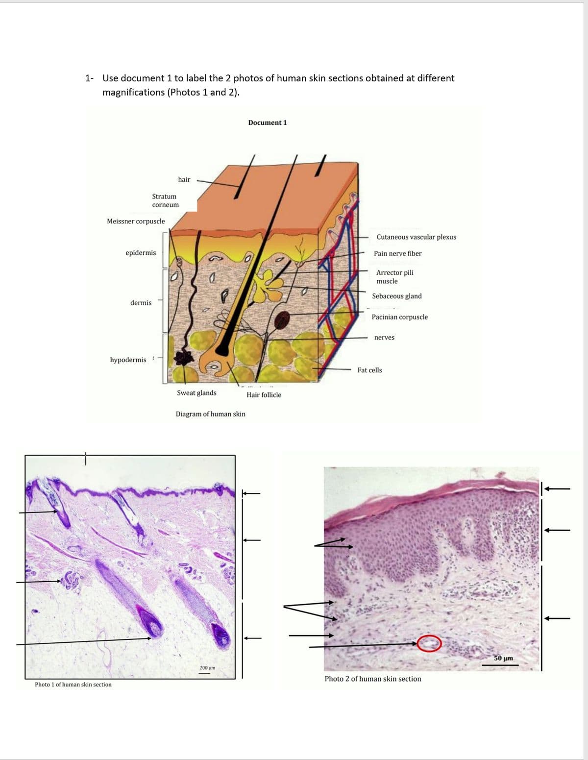 1- Use document 1 to label the 2 photos of human skin sections obtained at different
magnifications (Photos 1 and 2).
Document 1
hair
Stratum
corneum
Meissner corpuscle
Cutaneous vascular plexus
epidermis
Pain nerve fiber
Arrector pili
muscle
Sebaceous gland
dermis
Pacinian corpuscle
nerves
hypodermis
Fat cells
Sweat glands
Hair follicle
Diagram of human skin
50 μη
200 um
Photo 2 of human skin section
Photo 1 of human skin section
