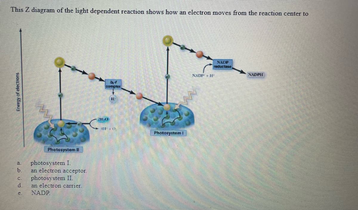 This Z diagram of the light dependent reaction shows how an electron moves from the reaction center to
NADP
reductase
NADP + H¹
NADPH
De-f
complex
H
Energy of electrons
Photosystem II
a.
photosystem I.
b. an electron acceptor.
C. photosystem II.
d. an electron carrier.
e. NADP.
проб
28,0
10.
Photosystem I