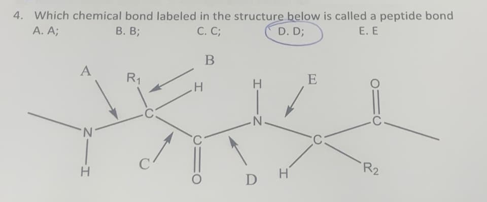 E. E
4. Which chemical bond labeled in the structure below is called a peptide bond
A. A;
B. B;
C. C;
B
D. D;
A
R1
H
HIN
E
Н
NIH
D H
C
R2