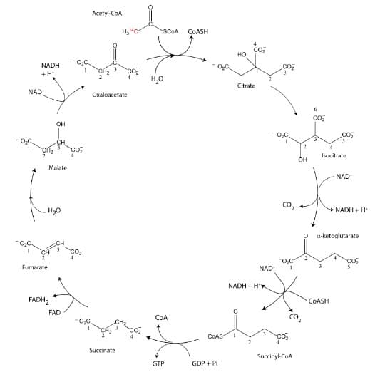 NADH
+H*
NAD
Fumarate
OH
Malate
H₂O
FADH₂
FAD
Acetyl-CoA
3
H₂C
Succinate
CO₂
Oxaloacetate
SCOA COASH
H₂O
COA
GTP
O₂C.
COAS
GDP + Pi
HO
I
Citrate
NAD+
NADH+HK
CO₂
CO₂
Succinyl-CoA
2
OH
CO₂
Isocitrate
NAD+
COASH
NADH+H*
O -ketoglutarate