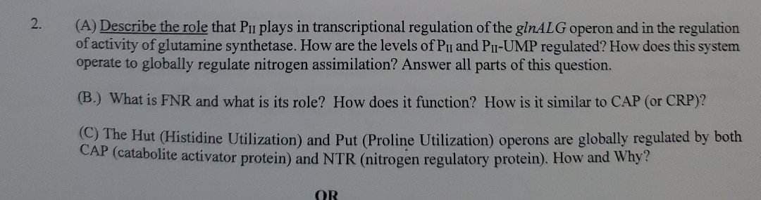 2.
(A) Describe the role that PI plays in transcriptional regulation of the ginALG operon and in the regulation
of activity of glutamine synthetase. How are the levels of PI and P₁-UMP regulated? How does this system
operate to globally regulate nitrogen assimilation? Answer all parts of this question.
(B.) What is FNR and what is its role? How does it function? How is it similar to CAP (or CRP)?
(C) The Hut (Histidine Utilization) and Put (Proline Utilization) operons are globally regulated by both
CAP (catabolite activator protein) and NTR (nitrogen regulatory protein). How and Why?
OR