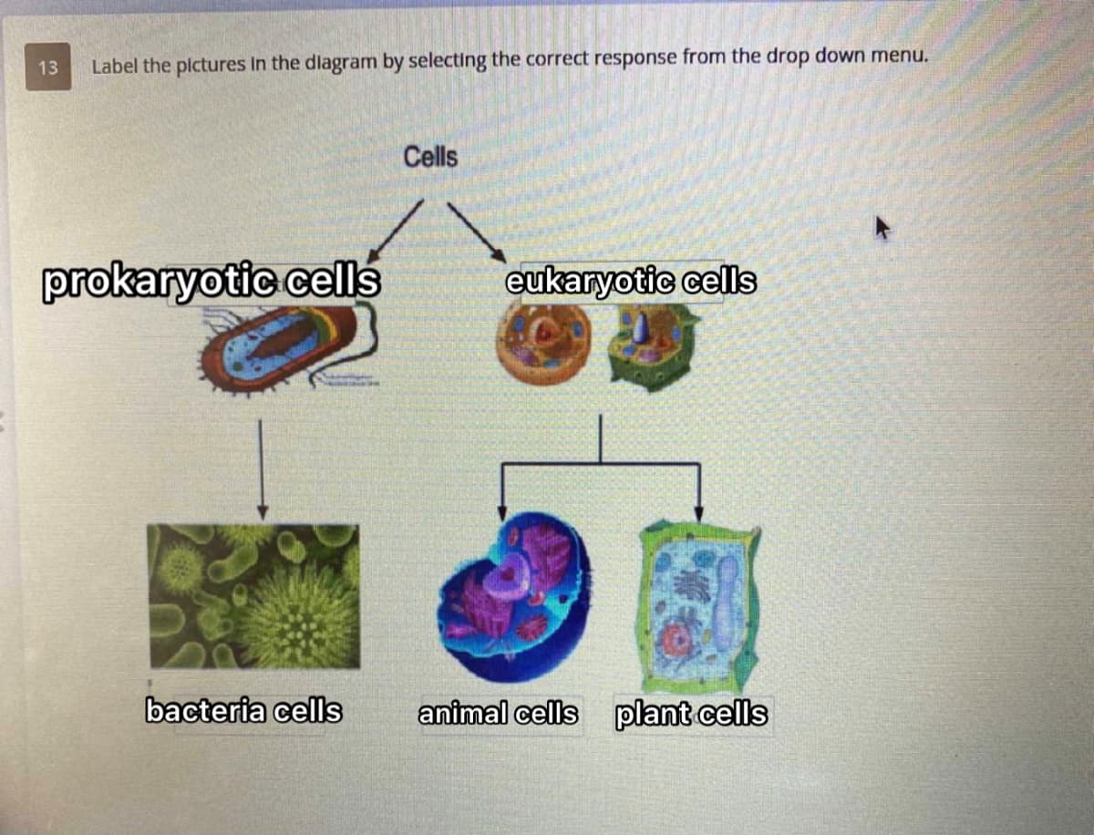 13 Label the pictures in the diagram by selecting the correct response from the drop down menu.
Cells
prokaryotic cells
eukaryotic cells
bacteria cells
animal cells plant cells
