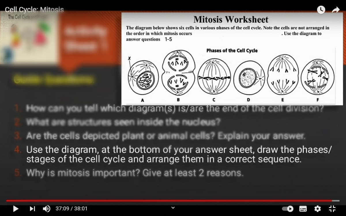Cell Cycle: Mitosis
The Cell Cycle and M
Mitosis Worksheet
The diagram below shows six cells in various phases of the cell cvcle. Note the cells are not arranged in
the order in which mitosis occurs
. Use the diagram to
answer questions 1-5
Phases of the Cell Cycle
A
B
How can you tell which diagram(s) is/are the end of the cell division?
What are structures seen inside the nucleus?
Are the cells depicted plant or animal cells? Explain your answer.
4. Use the diagram, at the bottom of your answer sheet, draw the phases/
stages of the cell cycle and arrange them in a correct sequence.
5. Why is mitosis important? Give at least 2 reasons.
37:09 / 38:01
5224
