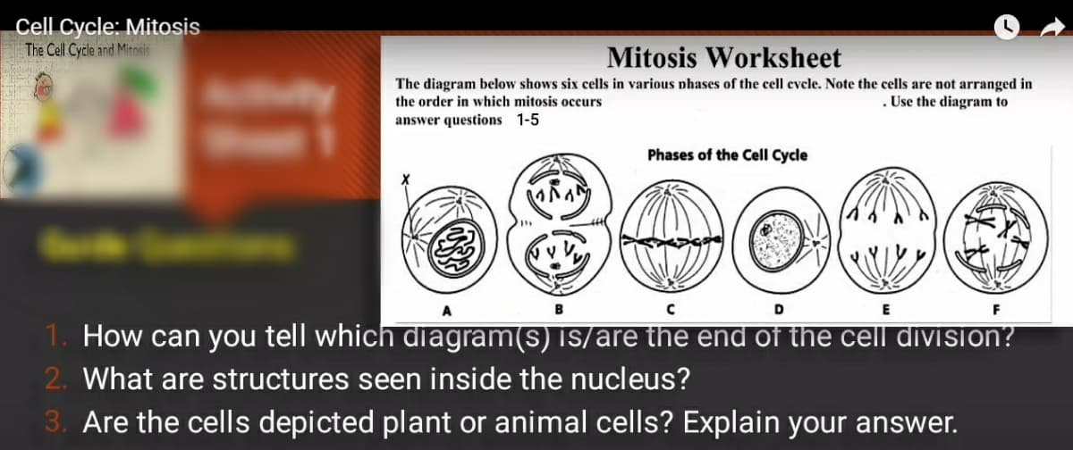 Cell Cycle: Mitosis
The Cell Cycle and Mitosis
Mitosis Worksheet
The diagram below shows six cells in various phases of the cell evele. Note the cells are not arranged in
the order in which mitosis occurs
. Use the diagram to
answer questions 1-5
Phases of the Cell Cycle
D
F
1. How can you tell which diagram(s) is/are the end of the cell division?
2. What are structures seen inside the nucleus?
3. Are the cells depicted plant or animal cells? Explain your answer.
