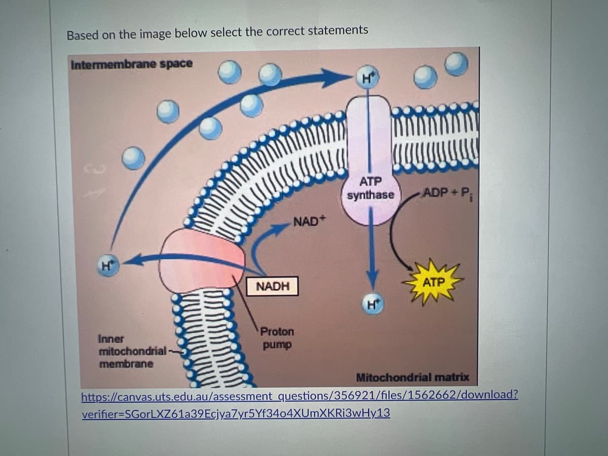 Based on the image below select the correct statements
Intermembrane space
Inner
mitochondrial
membrane
NADH
NAD+
Proton
pump
ATP
synthase
ADP + P₁
verifier-SGorLXZ61a39Ecjya7yr5Yf3404XUmXKRi3wHy13
ATP
Mitochondrial matrix
https://canvas.uts.edu.au/assessment questions/356921/files/1562662/download?
