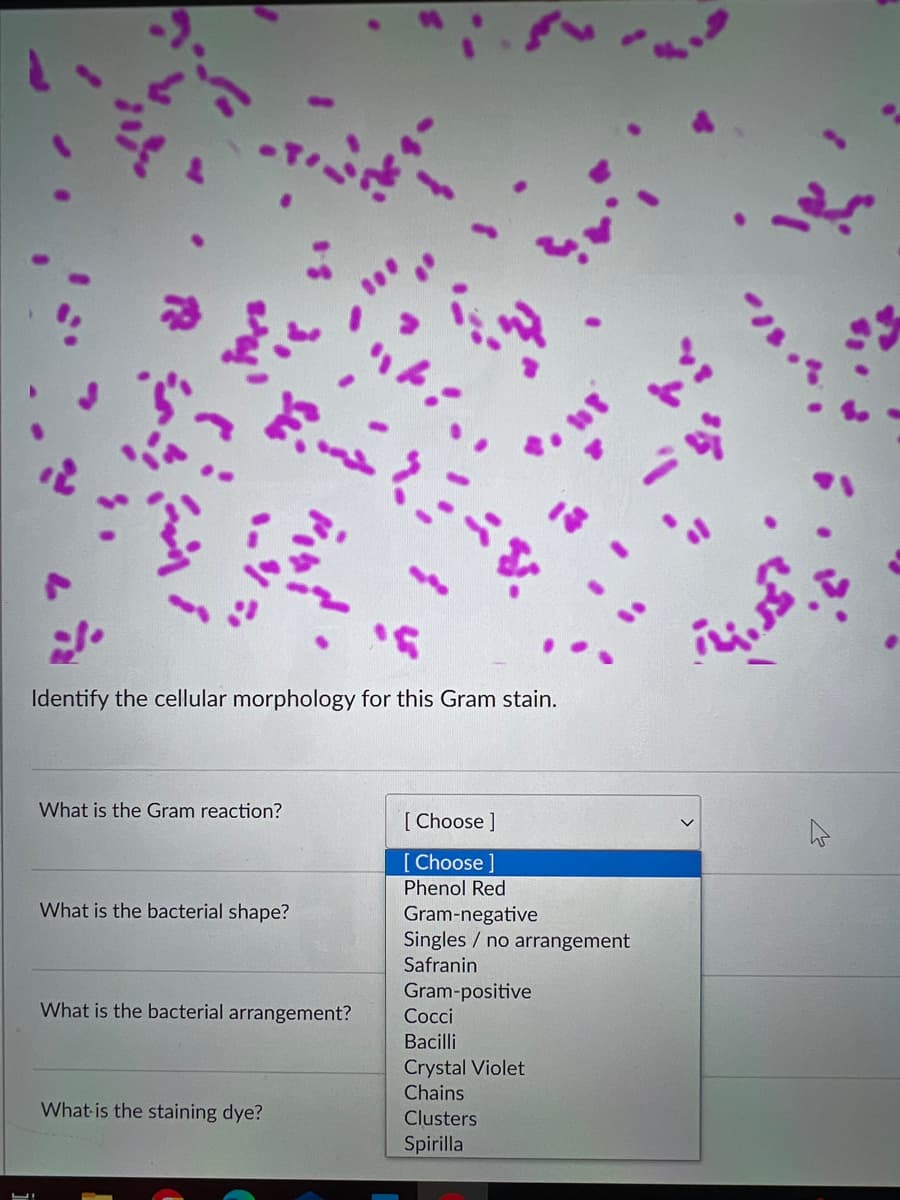 Identify the cellular morphology for this Gram stain.
L!
What is the Gram reaction?
What is the bacterial shape?
What is the bacterial arrangement?
in
What is the staining dye?
[Choose ]
[Choose ]
Phenol Red
Gram-negative
Singles no arrangement
Safranin
Gram-positive
Cocci
Bacilli
Crystal Violet
Chains
Clusters
Spirilla