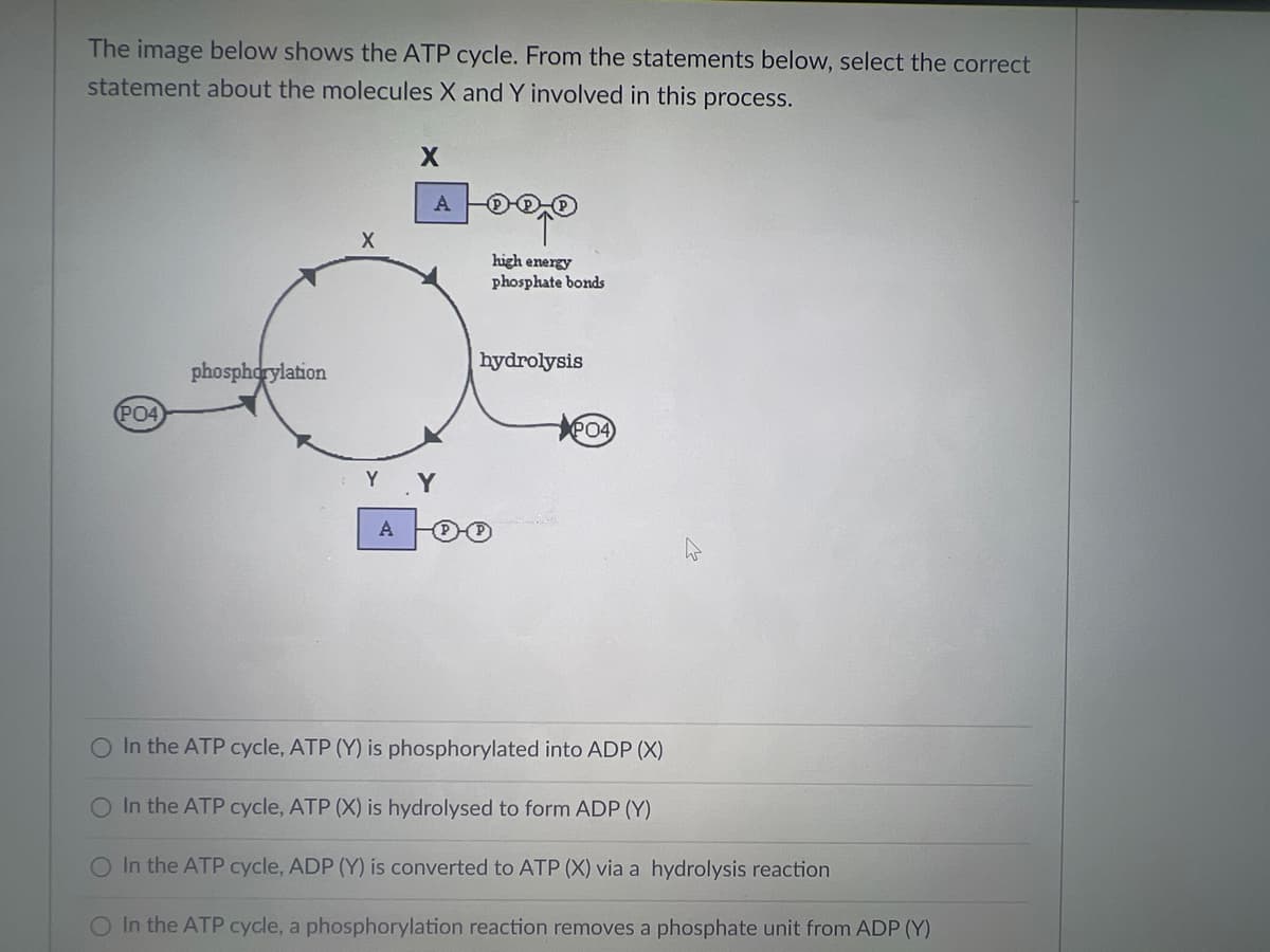 The image below shows the ATP cycle. From the statements below, select the correct
statement about the molecules X and Y involved in this process.
(PO4
phosphorylation
X
X
A 000
Y
high energy
phosphate bonds
hydrolysis
PO4
O In the ATP cycle, ATP (Y) is phosphorylated into ADP (X)
O In the ATP cycle, ATP (X) is hydrolysed to form ADP (Y)
O In the ATP cycle, ADP (Y) is converted to ATP (X) via a hydrolysis reaction
In the ATP cycle, a phosphorylation reaction removes a phosphate unit from ADP (Y)