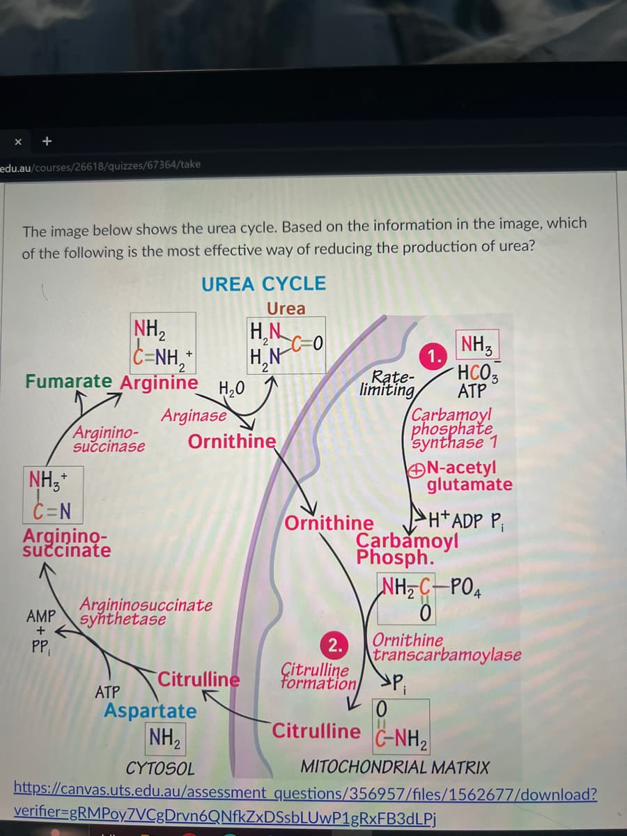 +
edu.au/courses/26618/quizzes/67364/take
The image below shows the urea cycle. Based on the information in the image, which
of the following is the most effective way of reducing the production of urea?
CNH,
Fumarate Arginine H₂O
Arginase
NH3+
C=N
Arginino-
succinate
AMP
+
PP₁
NH₂
Arginino-
succinase
UREA CYCLE
Urea
ATP
Argininosuccinate
synthetase
Ornithine
H₂N
H₂N
2
Citrulline
Rate-
limiting
Ornithine
1.
Carbamoyl
phosphate
synthase 1
N-acetyl
glutamate
H+ADP P₁
NH3
HCO3
ATP
Carbamoyl
Phosph.
NH₂C-PO4
Ornithine
2.
Citrulline
formation P
Citrulline C-NH₂
transcarbamoylase
Aspartate
NH₂
CYTOSOL
MITOCHONDRIAL MATRIX
https://canvas.uts.edu.au/assessment questions/356957/files/1562677/download?
verifier=gRMPoy7VCgDrvn6QNfkZxDSsbLUwP1gRxFB3dLPj