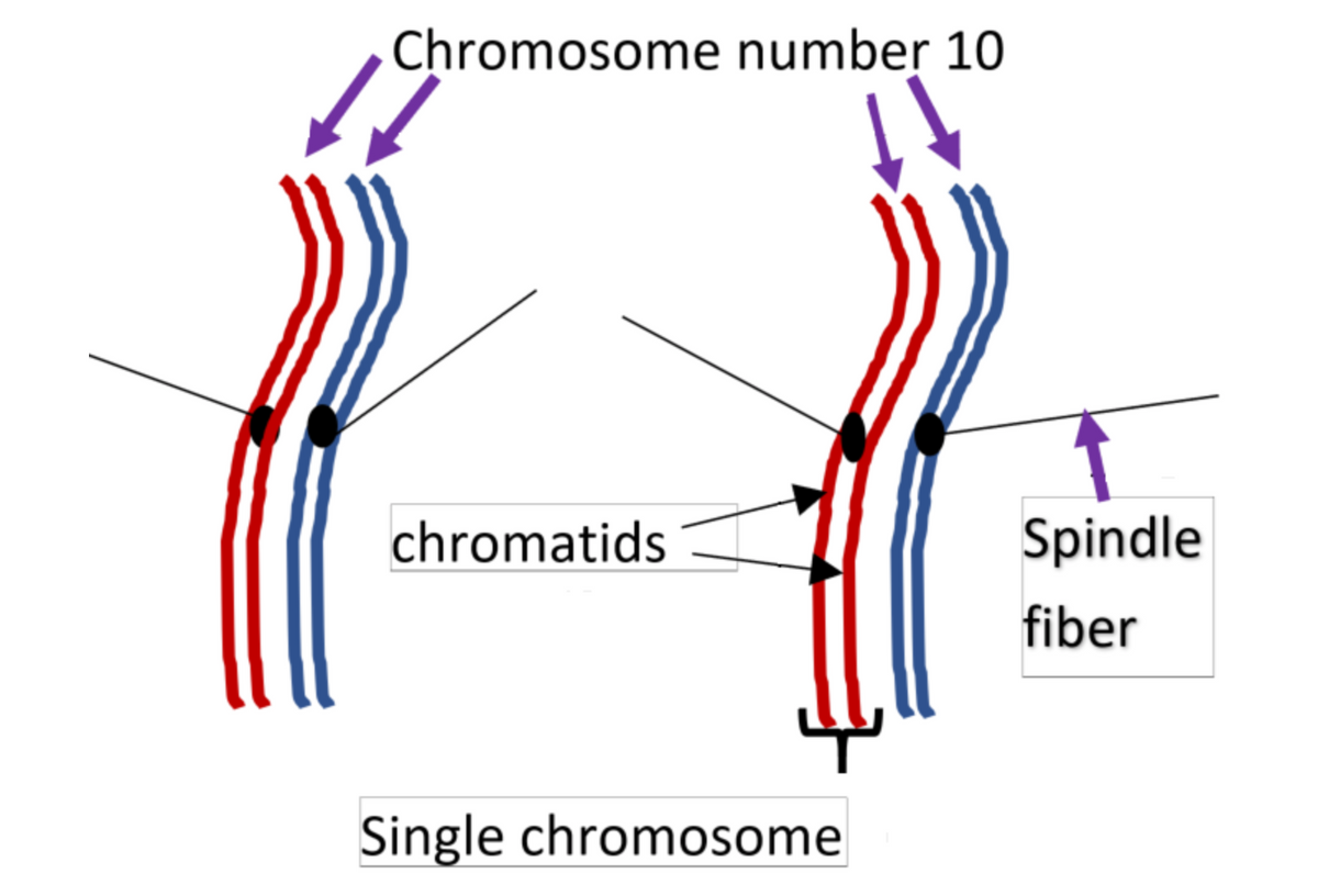 Chromosome number 10
chromatids
Spindle
fiber
Single chromosome
